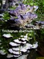 Trichaptum abietinum-amf2169
